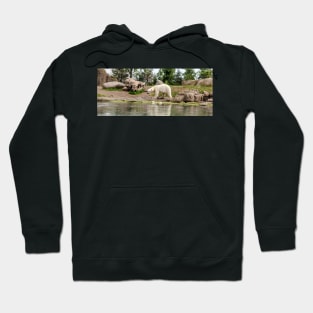 Polar bear walking by lake Hoodie